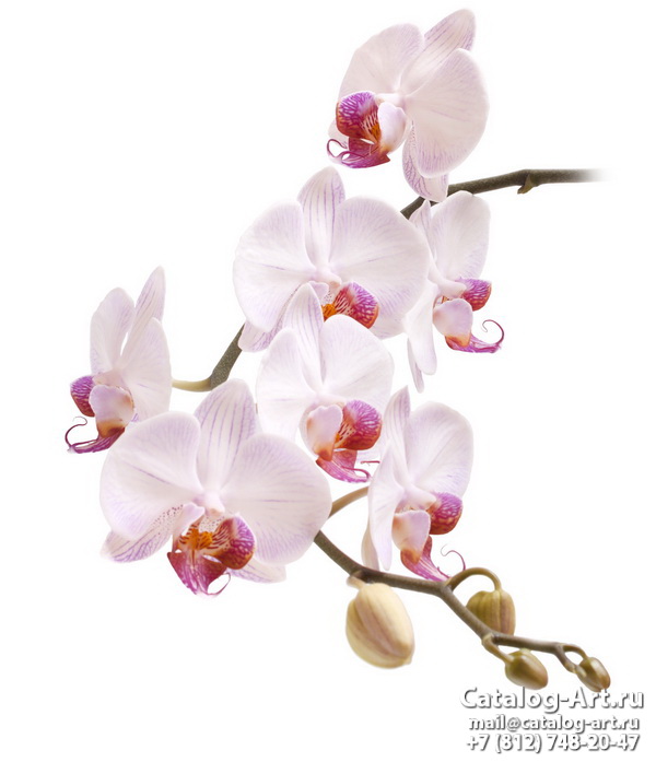 Pink orchids 45